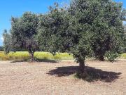 Terreno Agricolo in vendita a San Vincenzo