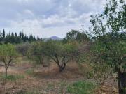 Terreno Agricolo in vendita a San Vito