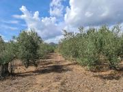 Terreno Agricolo in vendita a San Vito