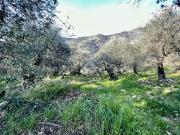 Terreno agricolo in vendita a Sanremo