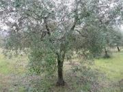 Terreno agricolo in vendita a Santa Maria a Monte 1000...