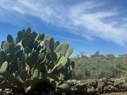 Terreno agricolo in vendita a Santa Maria Di Licodia