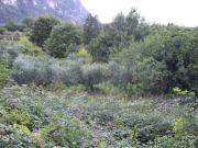 Terreno agricolo in vendita a Sant'Angelo a Scala