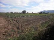 Terreno agricolo in Vendita a Sarzana