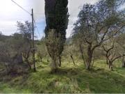 Terreno agricolo in vendita a Sarzanello Sarzana 2190 mq...