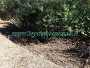 Terreno agricolo in Vendita a Savona