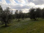 Terreno agricolo in vendita a Senigallia