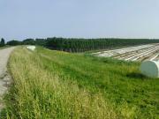 Terreno agricolo in Vendita a Sermide e Felonica