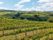 Terreno agricolo in Vendita a Serra de' Conti
