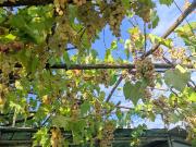 Terreno agricolo in Vendita a Sesto Fiorentino