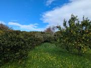 Terreno Agricolo in vendita a Siracusa