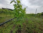 Terreno agricolo in vendita a Sona