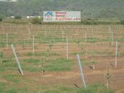 Terreno Agricolo in vendita a Suvereto