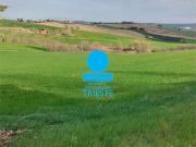 Terreno agricolo in Vendita a Tavullia