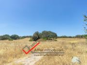 Terreno agricolo in vendita a Telti