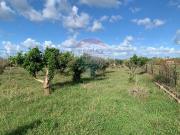 Terreno agricolo in vendita a Terrasini