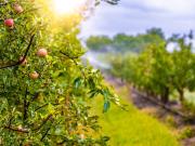 Terreno agricolo in Vendita a Terre d'Adige