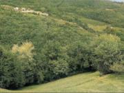Terreno agricolo in Vendita a Tregnago