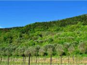 Terreno agricolo in Vendita a Tregnago