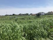 Terreno agricolo in Vendita a Vasto