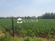 TERRENO AGRICOLO in VENDITA a VEDELAGO