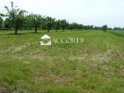 Terreno agricolo in Vendita a Volpago del Montello