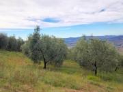 Terreno agricolo in vendita a Volterra 2500 mq Rif: 1345328