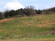 TERRENO AGRICOLO in VENDITA a VOLTERRA