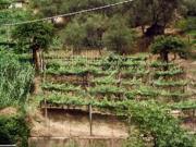 Terreno Agricolo in vendita, Carrara fontia