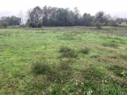 Terreno Agricolo in vendita, Castelfranco di Sotto orentano