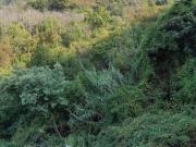 Terreno Agricolo in vendita in via geminiano snc, Genova