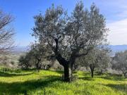 Terreno Agricolo in vendita, Pistoia santomato