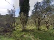 Terreno Agricolo in vendita, Sarzana sarzanello