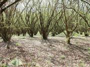 Terreno Agricolo in vendita, Soriano nel Cimino fornacchia