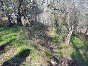 Terreno Agricolo in vendita, Vezzano Ligure vezzano alto