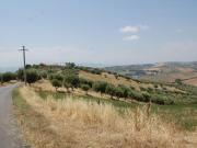 Terreno Agricolo Morro d'Oro. Rif.: Cod. rif 3167177VCG