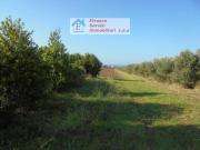 Terreno Agricolo Piombino. Rif.: 7