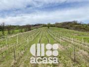 TERRENO AGRICOLO PRIMA COLLINA