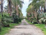 Terreno Agricolo Ragusa. Rif.: Cod. rif 3278758VRG