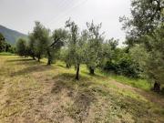 Terreno Agricolo Roè Volciano. Rif.: 001 TA Trobiolo