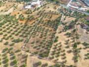 Terreno, Alcanena e Vila Moreira, Alcanena | BPI...