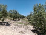 Terreno, Alhama de Granada