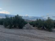 Terreno, Alicun de Ortega