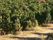 Terreno, Alijó, Alijó | BPI Expresso Imobiliário