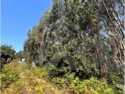 Terreno, Alvarelhos e Guidões