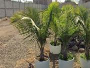 TERRENO AMPLIO EN CUAUTLA