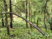 Terreno arbolado en venta en Peña Blanca, Valle de Bravo