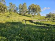 Terreno, Benquerenças, Castelo Branco | BPI Expresso...