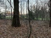 Terreno boschivo,agricolo, Casorate Sempione