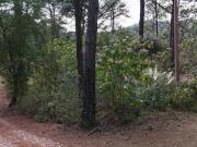 Terreno Boscoso en Tapalpa Country Club a Unos pasos del...